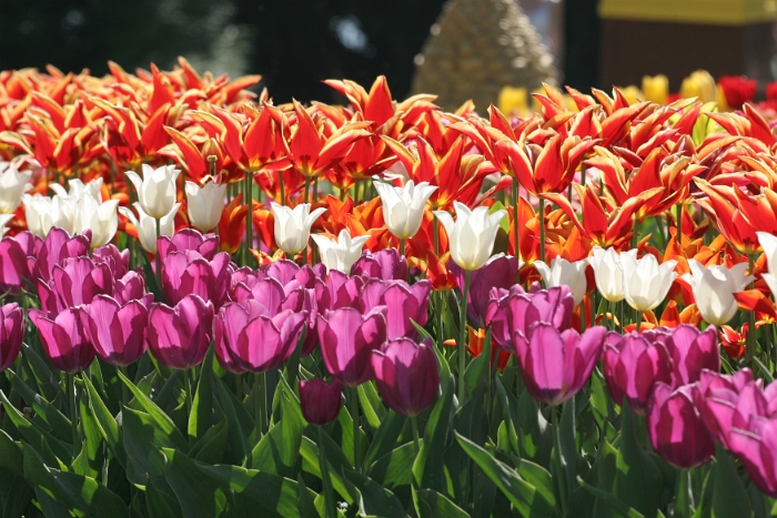 Tulipes a Morges 2007 - 103